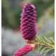 Picea abies ‘Rydal’ Ель обыкновенная Rydal (Ридал) ШТАМБ 1.2м